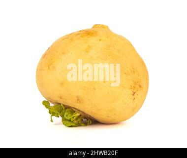 Ripe yellow turnip isolated on white background. Close up. Stock Photo