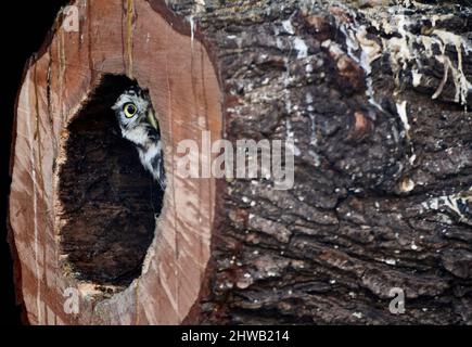 Little owl (Athene noctua) peeking out a hollow tree trunk