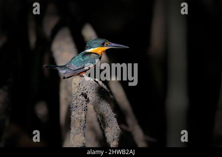 American pygmy kingfisher, Chloroceryle aenea, near the water. Green and white bird sitting on the branch. Kingfisher in the nature habitat in Costa R