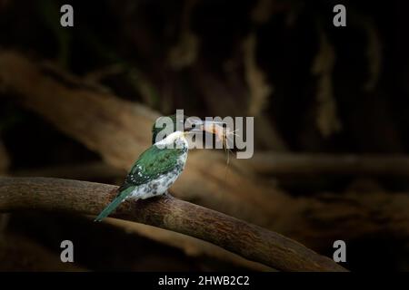 American pygmy kingfisher, Chloroceryle aenea, near the water. Green and white bird sitting on the branch. Kingfisher in the nature habitat in Costa R