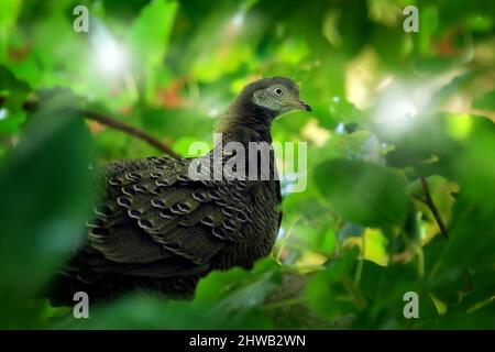 Grey peacock-pheasant, Polyplectron bicalcaratum, close-up detail of plumage, grey and blue pink feathers, bird in forest tree leaves habitat. Animal Stock Photo