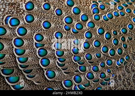Beautiful close-up detail of feather plumage of tropic bird. Grey peacock-pheasant, Polyplectron bicalcaratum, close-up detail of plumage, grey and bl Stock Photo