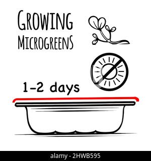 Instructions for sowing microgreens all year round at home. Growing in the dark. Hand drawn sketch. Isolated on white background. Vector. Stock Vector