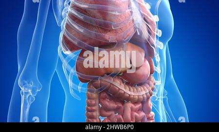 Human Anatomy internal organs For medical concept 3D Illustration Stock ...