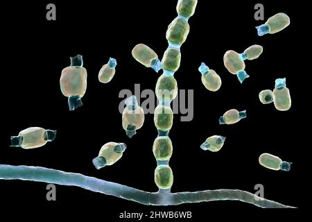 Coccidioidomycosis fungus, illustration Stock Photo