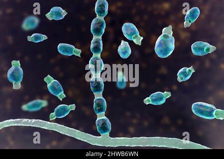 Coccidioidomycosis fungus, illustration Stock Photo