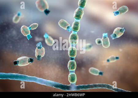 Coccidioidomycosis fungus, illustration Stock Photo