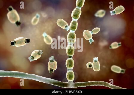 Coccidioidomycosis fungus, illustration Stock Photo