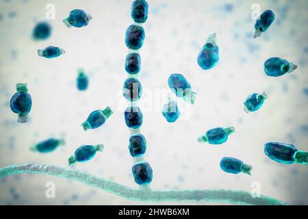 Coccidioidomycosis fungus, illustration Stock Photo