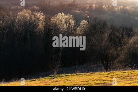 Backlit hazel trees in forest in early spring Stock Photo