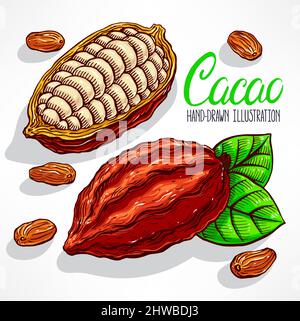 cacao beans, fruit and leaves. hand-drawn illustration Stock Vector
