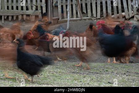 Flock of domestic chickens or hens in farmyard in front of barn in long exposure Stock Photo