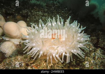 Dahlia anemone (Urticina felina) attached to a rock face, UK. Stock Photo