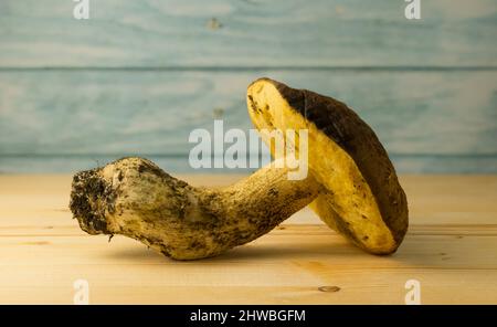 Leccinum scabrum, commonly known as the rough-stemmed bolete, scaber stalk, and birch bolete, is an edible mushroom in the family Boletaceae Stock Photo
