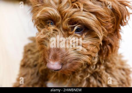 Curly best sale cockapoo puppy