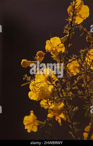 Flowers of the Karoo Gold Rhigozum obovatum Burch 14656 Stock Photo