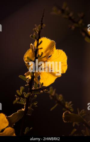 Flowers of the Karoo Gold Rhigozum obovatum Burch 14658 Stock Photo