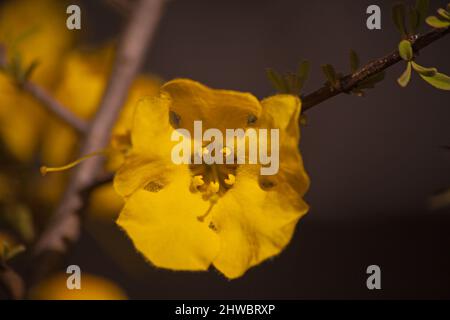 Flowers of the Karoo Gold Rhigozum obovatum Burch 14654 Stock Photo