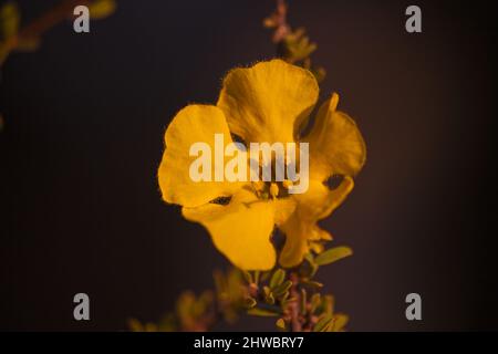 Flowers of the Karoo Gold Rhigozum obovatum Burch 14659 Stock Photo