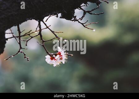 Fresh spring cherry blossoms in full bloom, the spring rain falling on the beautiful plum blossoms, and clear and clean raindrops and water drops on t Stock Photo