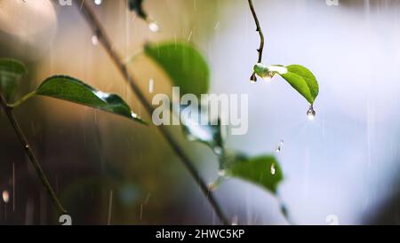 Rain showers falling on green leaves in the forest, sparkling raindrops and water droplets shining in the fresh morning sunlight Stock Photo