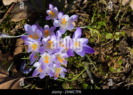 Purple saffron crocus growing between dry brown leaves, also called crocus vernus or Krokus Stock Photo