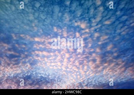 Beautiful white and pink  light clouds in the blue sky at dawn. Peaceful sky above, peaceful dawn. Stock Photo