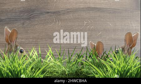 sweet easter bunnies ears hidden in the grass wooden structure background Stock Photo