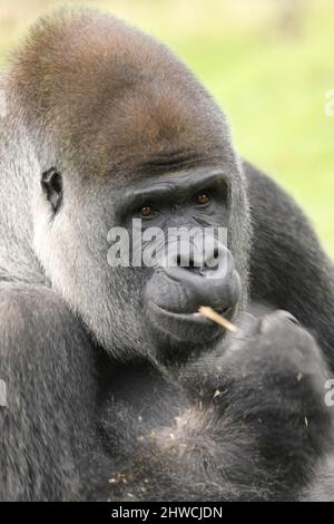King kong gorilla hi-res stock photography and images - Alamy