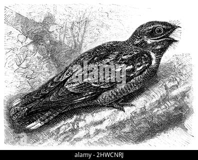 Nightjar, Caprimulgus europaeus, anonym (zoology book, 1889), Ziegenmelker, Nachtschwalbe, Engoulevent d’Europe Stock Photo