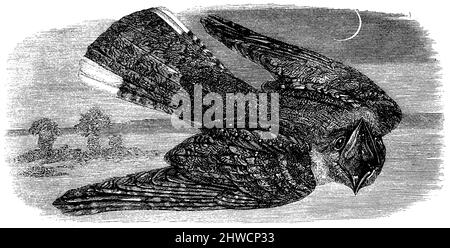 Nightjar, Caprimulgus europaeus,  (zoology book, 1870), Ziegenmelker, Nachtschwalbe, Engoulevent d’Europe Stock Photo