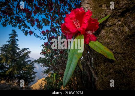 A red rhododendron flower blooms overlooking a valley in Pangot, Uttarakhand Stock Photo