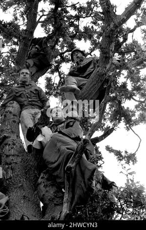 Music Fans watching from up a tree at The Isle of Wight Pop Festival 30th August 1969. Stock Photo