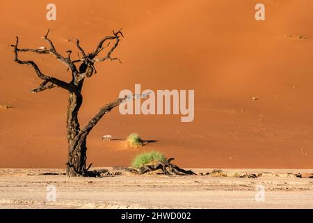 Namibia, the Namib desert, dead acacia in the Dead Valley, with an oryx  in the red dunes Stock Photo