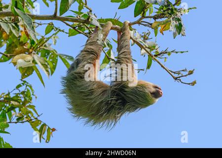 Hoffmann's two-toed sloth (Choloepus hoffmanni), sleeping while hanging from a tree in Manuel Antonio National Park, Puntarenas, Quepos, Costa Rica Stock Photo
