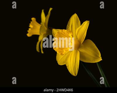 Daffodil flower reflected in mirror on dark but not black background. Stock Photo