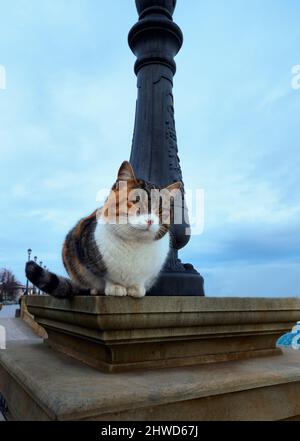 Close- up photo a tricolor cat is sitting on a column. Stock Photo