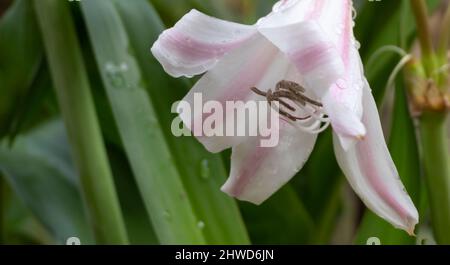 White lily flowers , Lilium candidum, often called the Madonna lily. Image of Lily flower and it's petals, Shot at Howrah, West Bengal, India Stock Photo