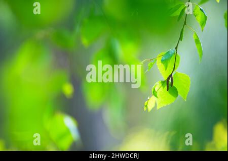 Silver birch tree (Betula pendula) branch with green leaves and female and male catkins. Selective focus and shallow depth of field. Stock Photo