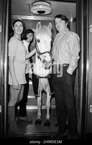 'Puff' a Welsh mountain pony in a lift with, left to right, Susan Stranks, Tony Bastable and Pete Brady, three of the presenters of the programme 'Magpie'. The programme will be featuring the pony and showing viewers the processes of good horse care and grooming. 13th January 1969. Stock Photo