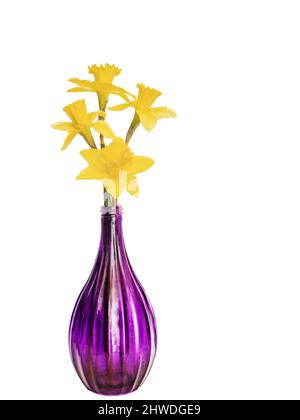 Fresh daffodils from the garden in purple glass vase. Isolated on white. Stock Photo