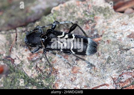 Rufous-shouldered longhorn beetle (dark form) - Anaglyptus mysticus on wood. Stock Photo