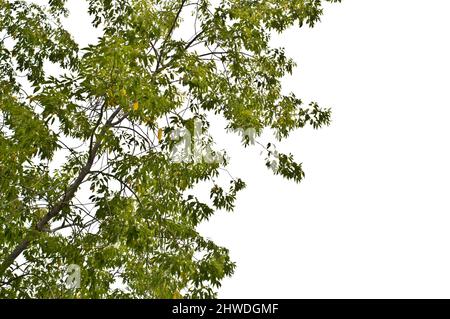 Box elder maple (Acer negundo) branches and leaves isolated on white background. Stock Photo