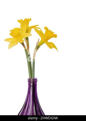 Fresh daffodils from the garden in purple glass vase. Isolated on white. Stock Photo