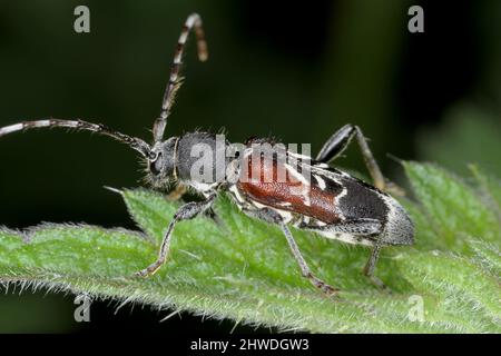 Rufous-shouldered longhorn beetle - Anaglyptus mysticus on leaf. Stock Photo