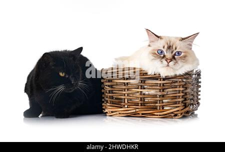 birman cat and feral cat in front of white background Stock Photo
