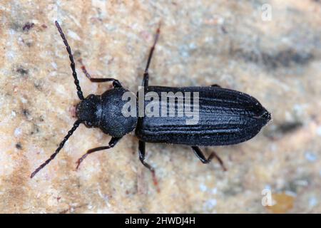 Extreme close-up of pine longhorn beetle Black spruce borer - Asemum striatum on the bark of a pine tree. Stock Photo