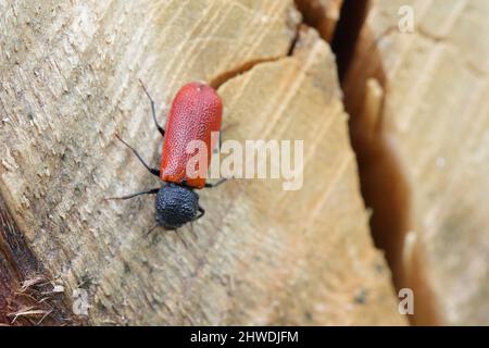 Capuchin beetle (latin name: Bostrichus capucinus - Bostrychidae) - insect sitting on oak wood.  It is a technical pest of wood. Stock Photo