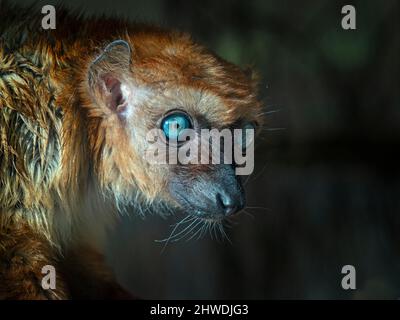 female Blue-eyed black lemur Eulemur flavifrons female also known as the Sclater's lemur Stock Photo