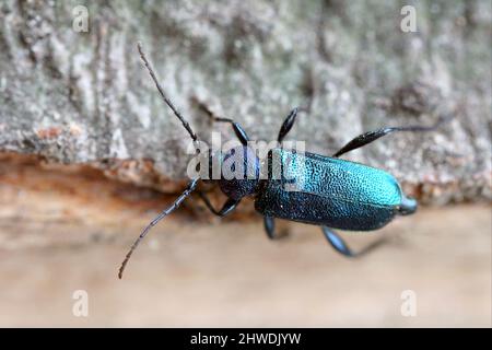Violet tanbark beetle - Callidium violaceum. Blue and Purple Longhorn Beetle on wood. Stock Photo